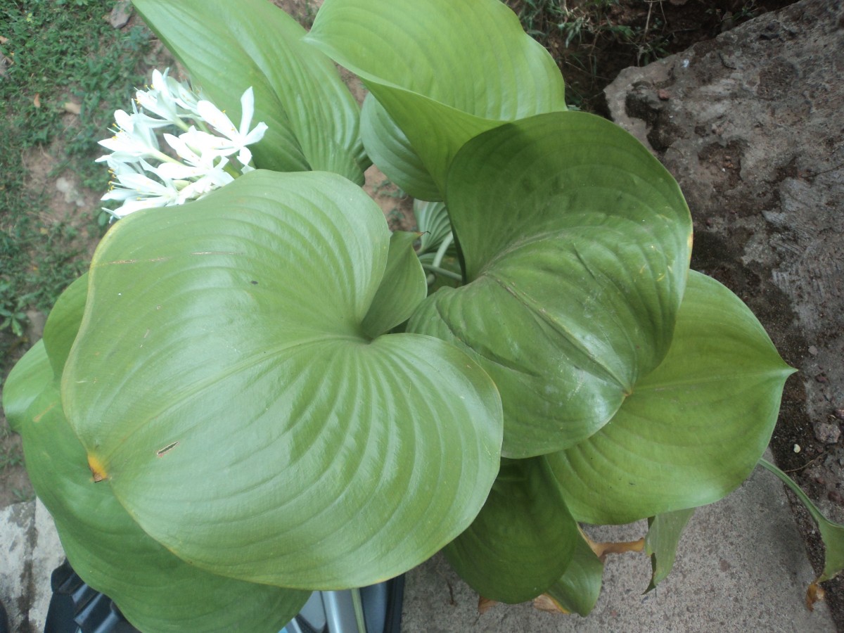 Proiphys amboinensis (L.) Herb.